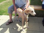 Lia is Parachuting for Battersea Dogs Home