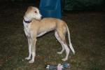 Lia is Parachuting for Battersea Dogs Home