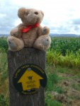 A bear, a frog, a bike and me.