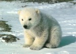Ian Hunter is running the 2009 London Marathon for the IFAW Charitable Trust