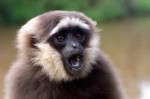 Ian Hunter is running the 2009 London Marathon for the IFAW Charitable Trust