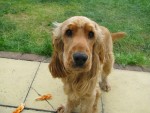 Hugo's First Sponsored Walk