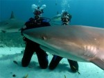 Swimming with Sharks