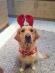 Santa Tash