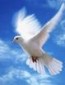 Freedom Account Holder 1